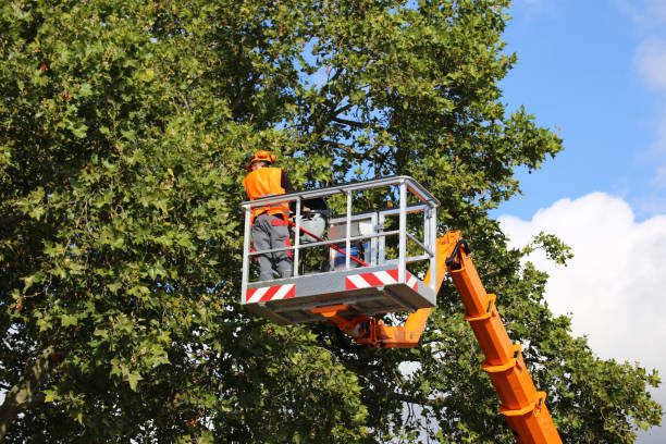 Best Seasonal Cleanup  in New Holstein, WI